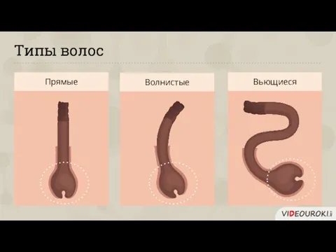 Типы волос Прямые Волнистые Вьющиеся