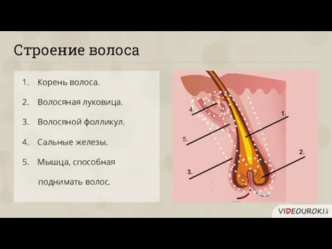 Строение волоса Корень волоса. Волосяная луковица. Волосяной фолликул. Сальные железы. Мышца,