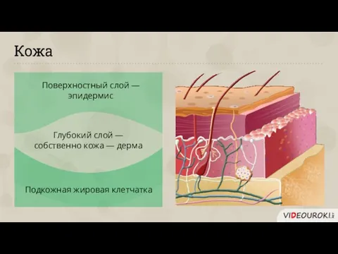 Кожа Поверхностный слой — эпидермис Глубокий слой — собственно кожа — дерма Подкожная жировая клетчатка