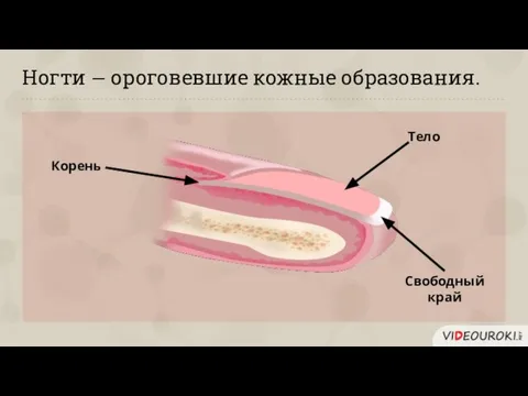 Ногти − ороговевшие кожные образования. Корень Тело Свободный край