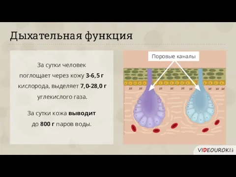 Дыхательная функция За сутки человек поглощает через кожу 3-6,5 г кислорода,