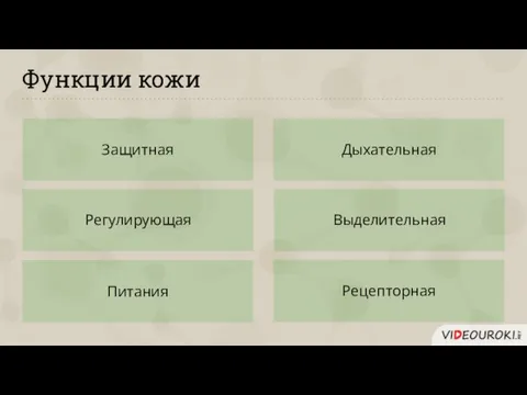 Функции кожи Защитная Регулирующая Питания Дыхательная Выделительная Рецепторная