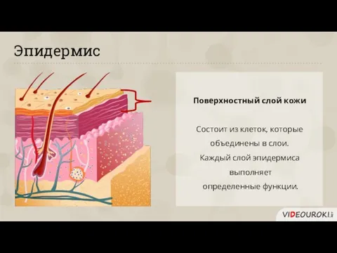 Эпидермис Поверхностный слой кожи Состоит из клеток, которые объединены в слои.