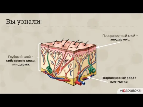 Вы узнали: Поверхностный слой − эпидермис. Подкожная жировая клетчатка Глубокий слой − собственно кожа, или дерма.