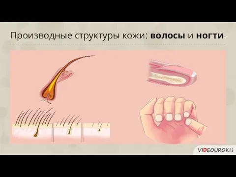 Производные структуры кожи: волосы и ногти.