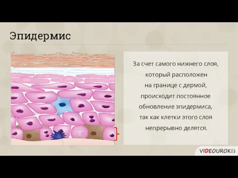 Эпидермис За счет самого нижнего слоя, который расположен на границе с