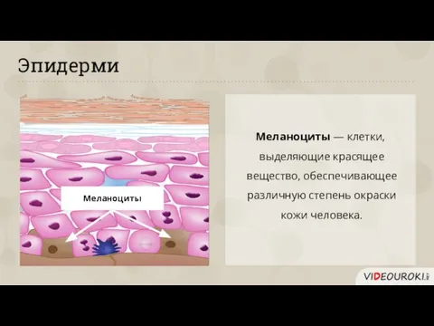 Эпидерми Меланоциты — клетки, выделяющие красящее вещество, обеспечивающее различную степень окраски кожи человека. Меланоциты