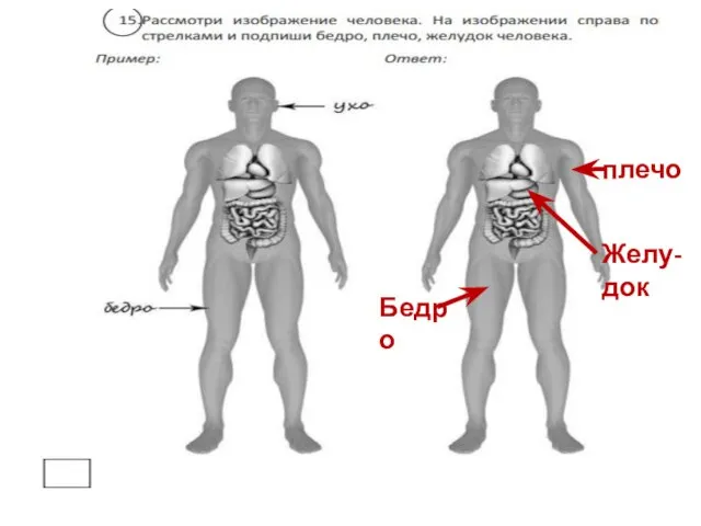 плечо Желу-док Бедро