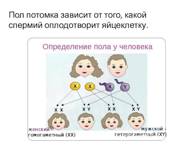 Пол потомка зависит от того, какой спермий оплодотворит яйцеклетку.