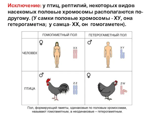 Исключение: у птиц, рептилий, некоторых видов насекомых половые хромосомы располагаются по-другому.