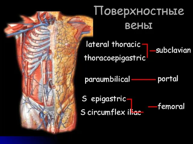 Поверхностные вены subclavian femoral paraumbilical S epigastric S circumflex iliac thoracoepigastric lateral thoracic portal