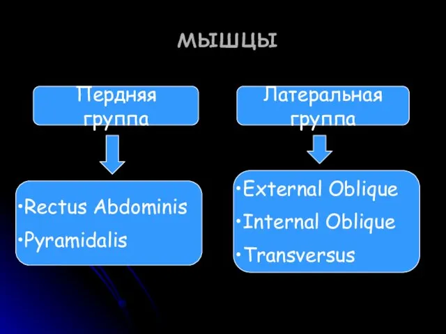 мышцы Пердняя группа Латеральная группа Rectus Abdominis Pyramidalis External Oblique Internal Oblique Transversus