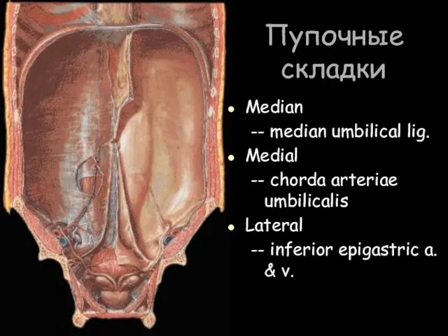 Пупочные складки Median -- median umbilical lig. Medial -- chorda arteriae