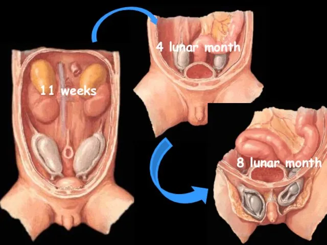 4 lunar month 11 weeks 8 lunar month