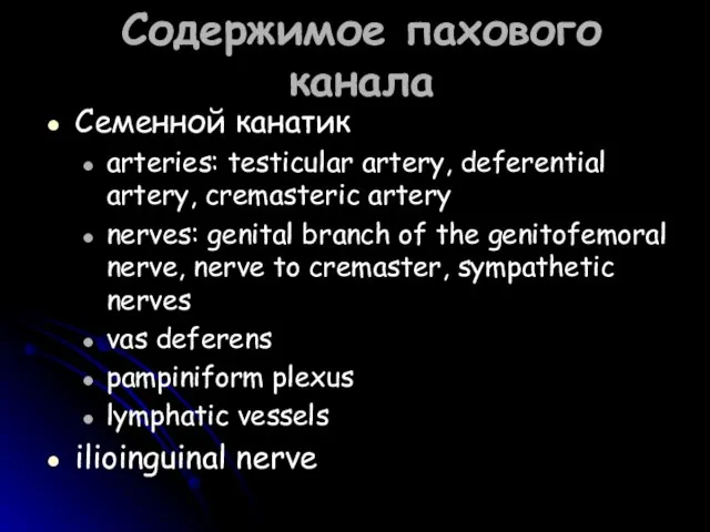 Содержимое пахового канала Семенной канатик arteries: testicular artery, deferential artery, cremasteric