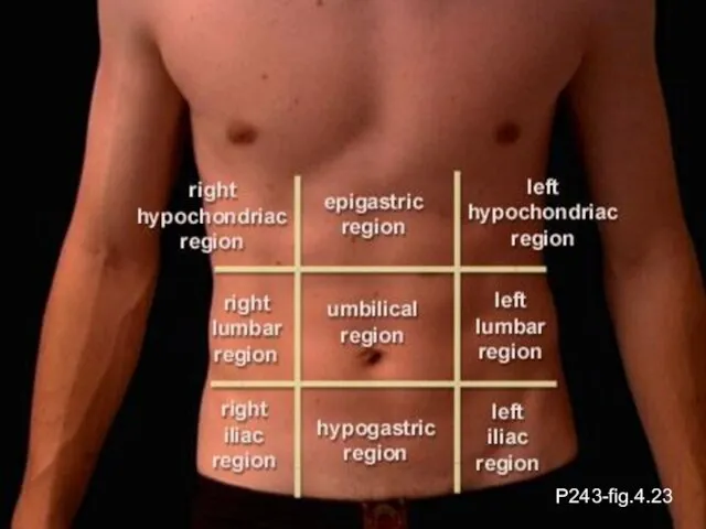 P243-fig.4.23