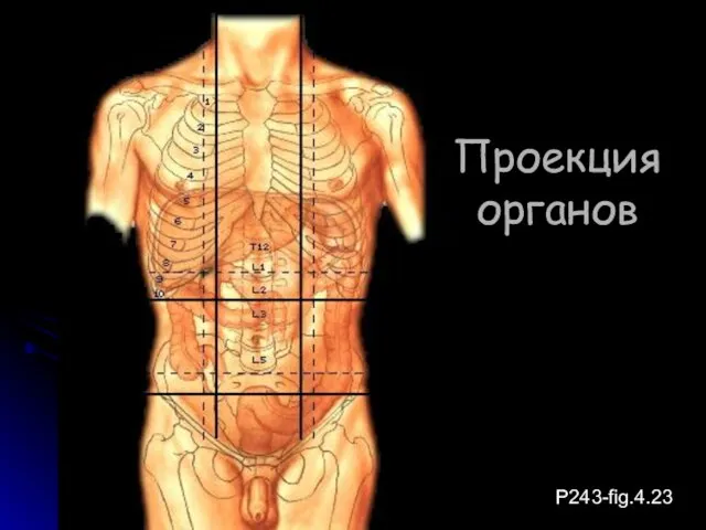 P243-fig.4.23 Проекция органов