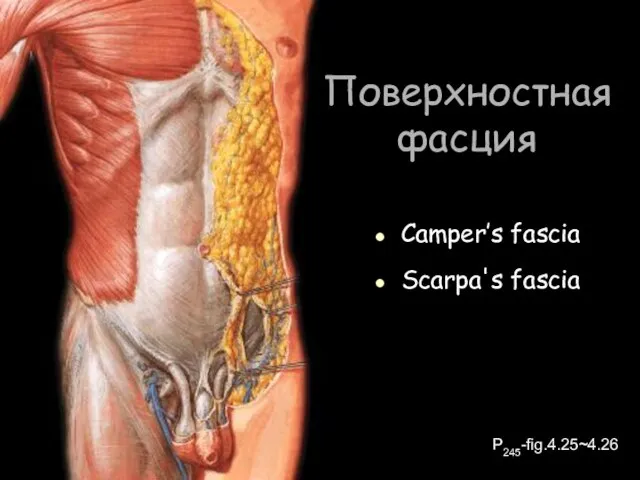 Поверхностная фасция Camper’s fascia Scarpa's fascia P245-fig.4.25~4.26