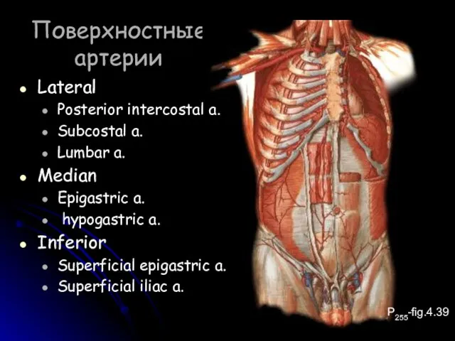 Поверхностные артерии Lateral Posterior intercostal a. Subcostal a. Lumbar a. Median