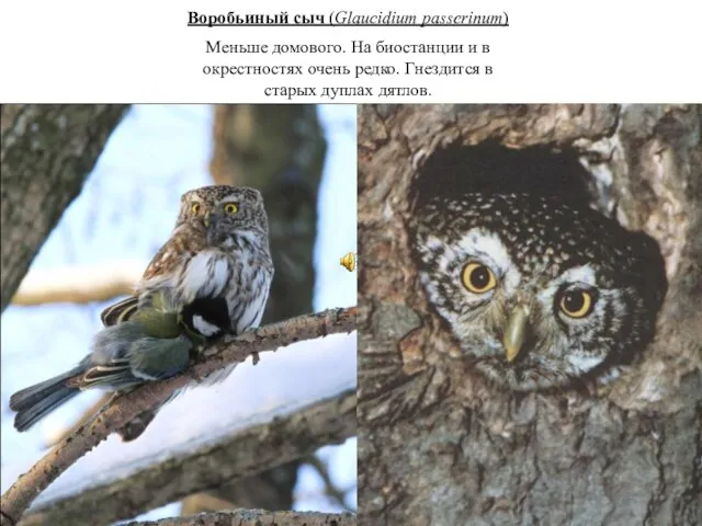 Воробьиный сыч (Glaucidium passerinum) Меньше домового. На биостанции и в окрестностях