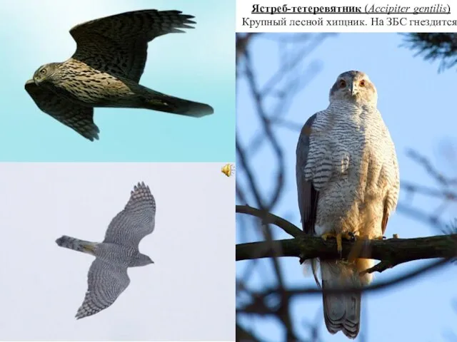 Ястреб-тетеревятник (Accipiter gentilis) Крупный лесной хищник. На ЗБС гнездится.