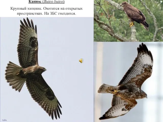 Каню́к (Buteo buteo) Крупный хищник. Охотится на открытых пространствах. На ЗБС гнездится.