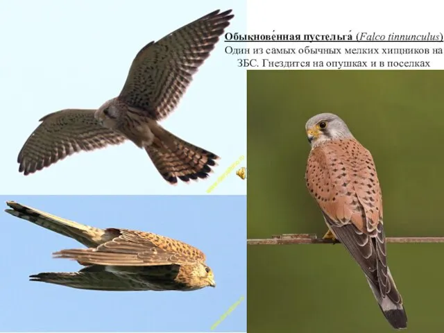 Обыкнове́нная пустельга́ (Falco tinnunculus) Один из самых обычных мелких хищников на