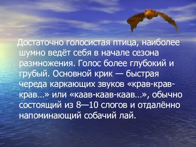 Достаточно голосистая птица, наиболее шумно ведёт себя в начале сезона размножения.