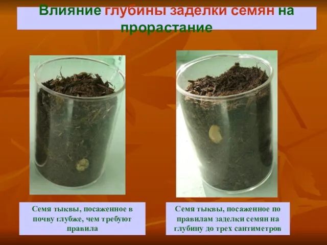 Влияние глубины заделки семян на прорастание Семя тыквы, посаженное по правилам