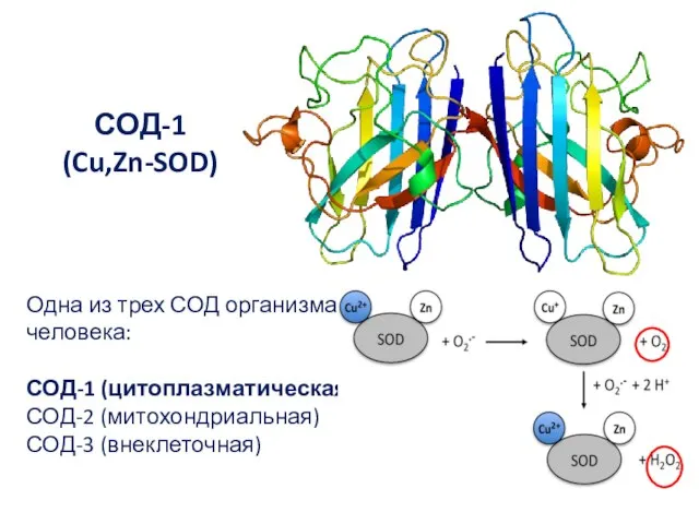 СОД-1 (Cu,Zn-SOD) Одна из трех СОД организма человека: СОД-1 (цитоплазматическая) СОД-2 (митохондриальная) СОД-3 (внеклеточная)