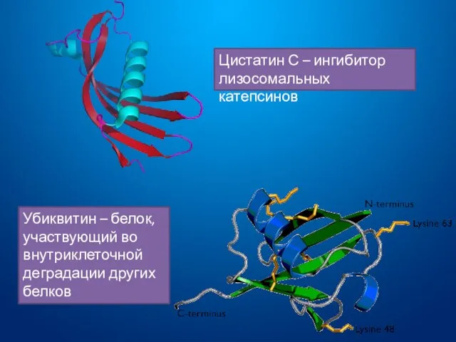 Цистатин С – ингибитор лизосомальных катепсинов Убиквитин – белок, участвующий во внутриклеточной деградации других белков