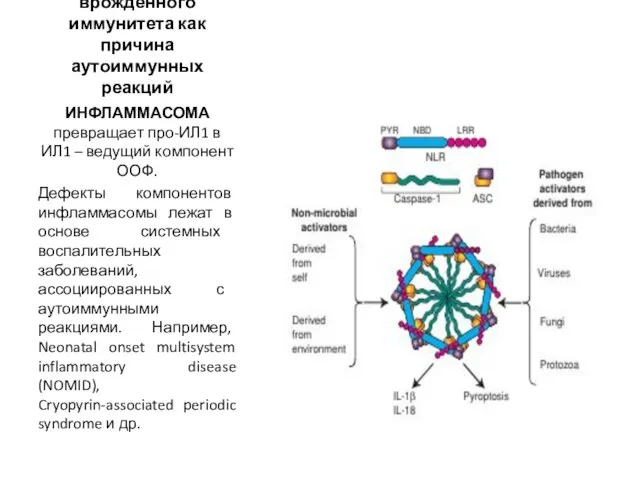 Нарушения врожденного иммунитета как причина аутоиммунных реакций ИНФЛАММАСОМА превращает про-ИЛ1 в