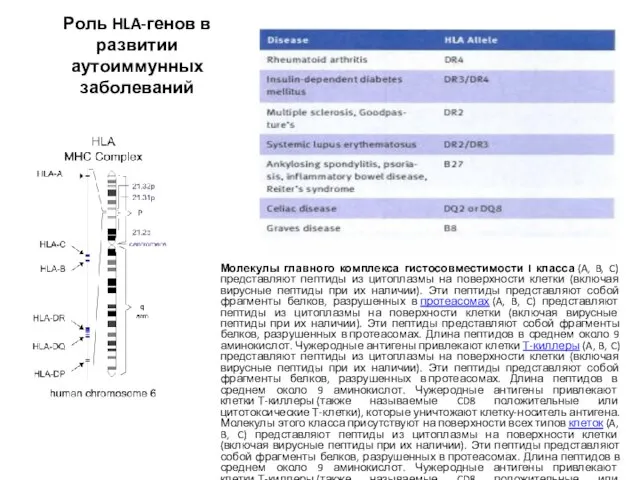 Роль HLA-генов в развитии аутоиммунных заболеваний Молекулы главного комплекса гистосовместимости I