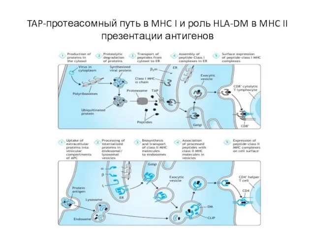 TAP-протеасомный путь в MHC I и роль HLA-DM в MHC II презентации антигенов