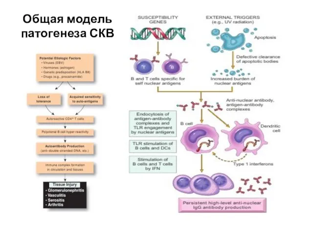 Общая модель патогенеза СКВ