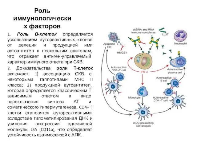 Роль иммунологических факторов 1. Роль В-клеток определяется ускользанием аутореактивных клонов от