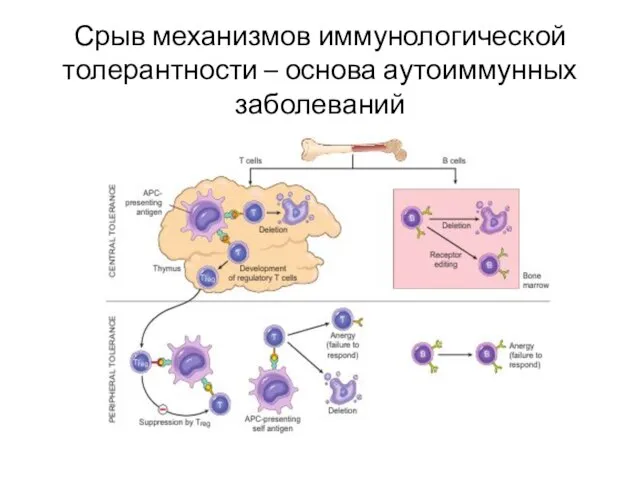 Срыв механизмов иммунологической толерантности – основа аутоиммунных заболеваний