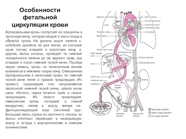 Особенности фетальной циркуляции крови Артериальная кровь поступает из плаценты в пупочную