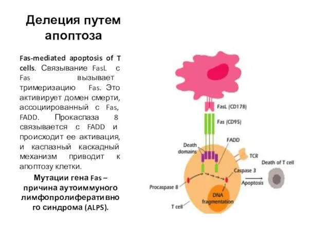 Делеция путем апоптоза Fas-mediated apoptosis of T cells. Связывание FasL с