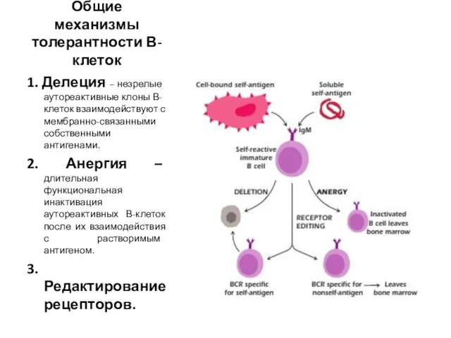 Общие механизмы толерантности В-клеток 1. Делеция – незрелые аутореактивные клоны В-клеток