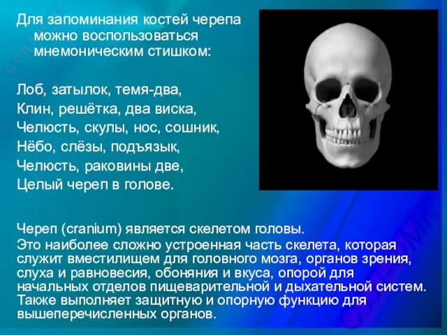 Для запоминания костей черепа можно воспользоваться мнемоническим стишком: Лоб, затылок, темя-два,