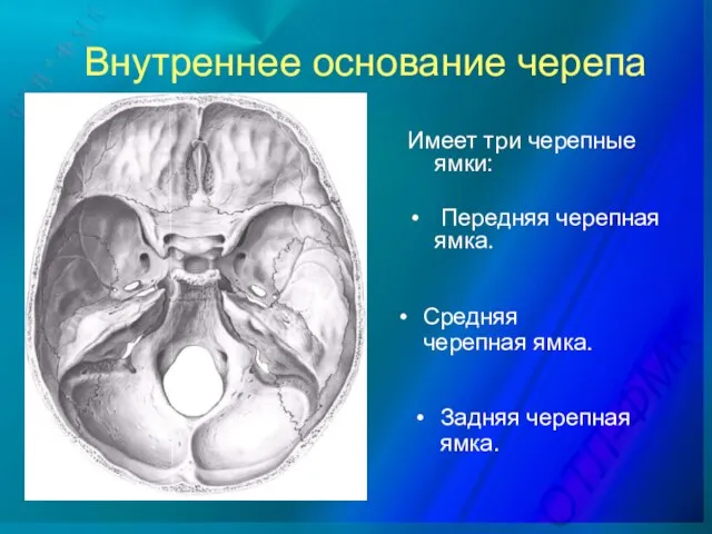 Внутреннее основание черепа Имеет три черепные ямки: Передняя черепная ямка. Средняя черепная ямка. Задняя черепная ямка.