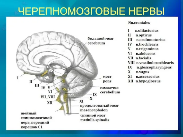 ЧЕРЕПНОМОЗГОВЫЕ НЕРВЫ