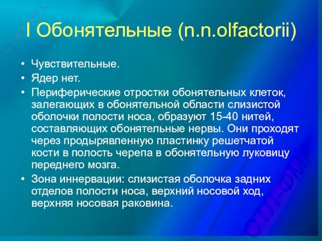 I Обонятельные (n.n.olfactorii) Чувствительные. Ядер нет. Периферические отростки обонятельных клеток, залегающих