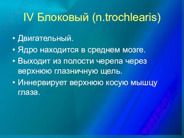 IV Блоковый (n.trochlearis) Двигательный. Ядро находится в среднем мозге. Выходит из