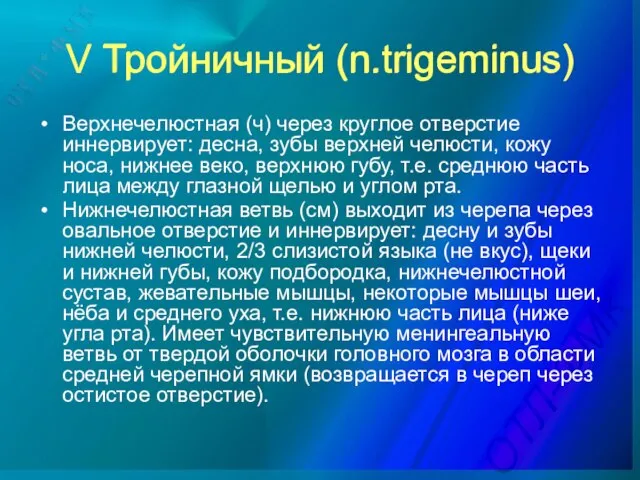 V Тройничный (n.trigeminus) Верхнечелюстная (ч) через круглое отверстие иннервирует: десна, зубы