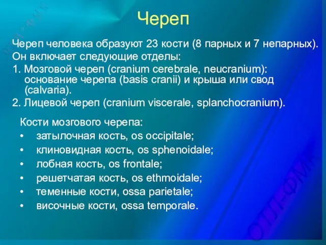 Череп Череп человека образуют 23 кости (8 парных и 7 непарных).