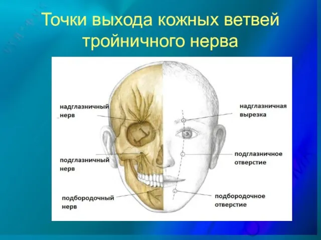 Точки выхода кожных ветвей тройничного нерва