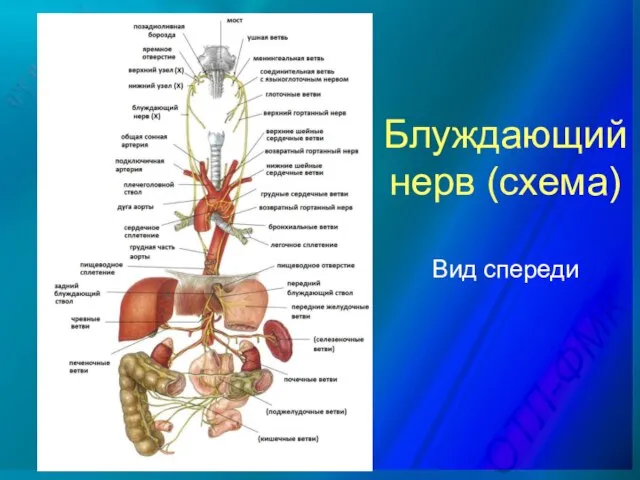 Блуждающий нерв (схема) Вид спереди