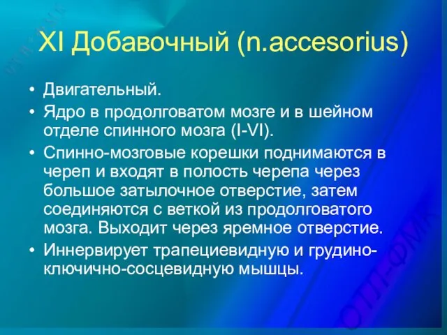 XI Добавочный (n.accesorius) Двигательный. Ядро в продолговатом мозге и в шейном